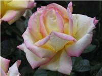 Peace rose bloom